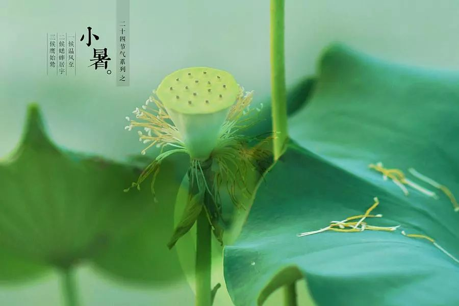 倏忽溫風至，因循小暑來!